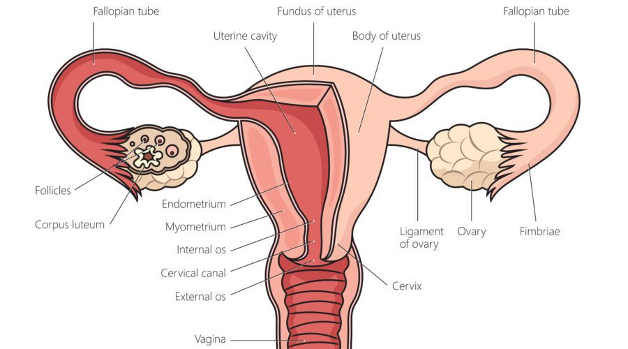 Female reproduction system structure science